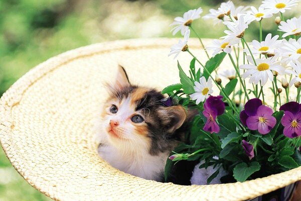 A gentle kitten fit into a straw hat