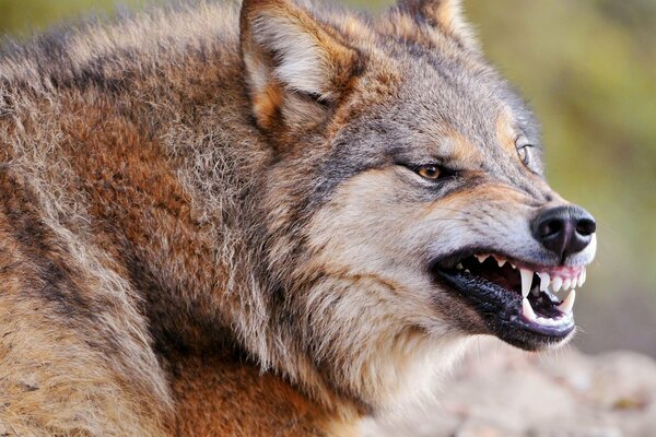 Loup roux avec un museau souriant