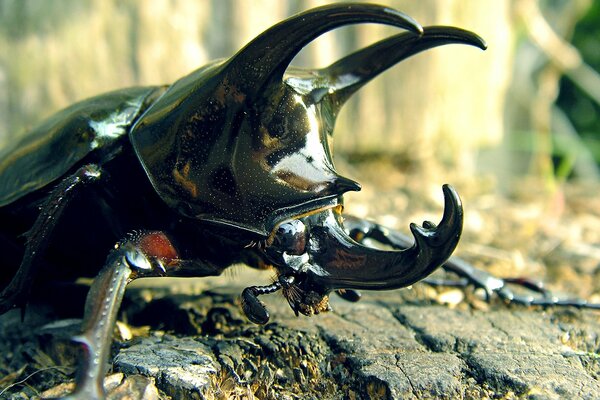 Rhinoceros beetle close-up on a stone