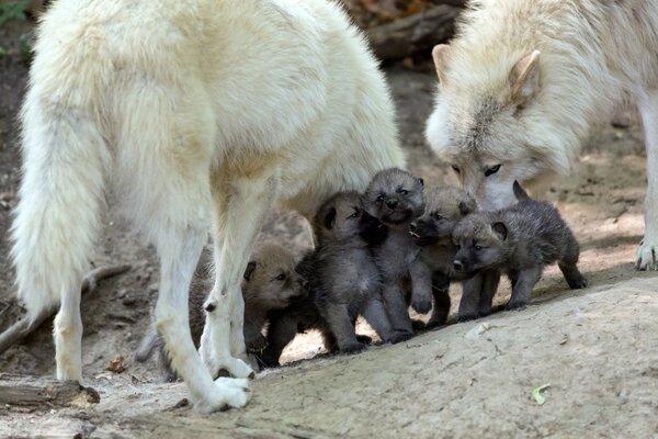 Wolf and she-wolf and their offspring