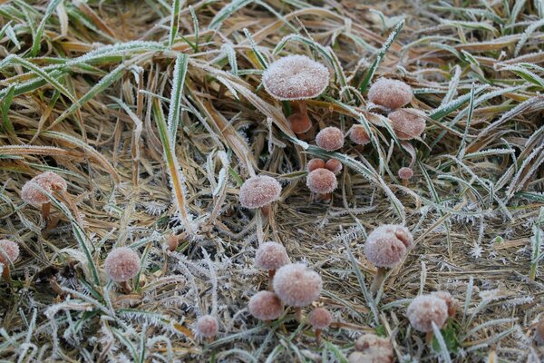Mushrooms in the grass with frost
