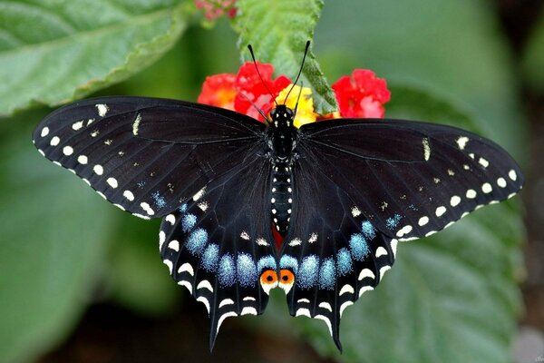 Papillon noir avec longue moustache