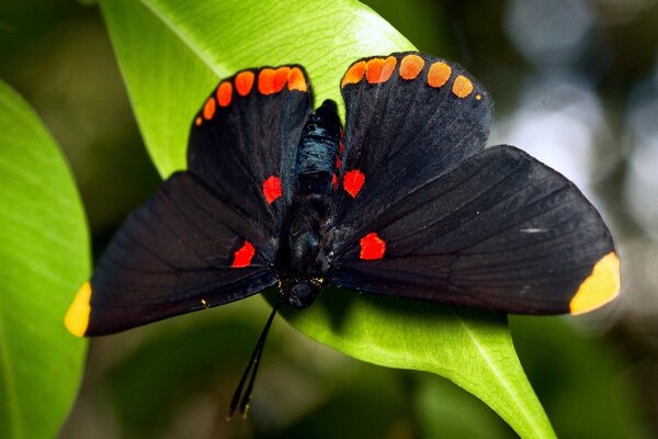 Papillon noir assis sur une feuille verte