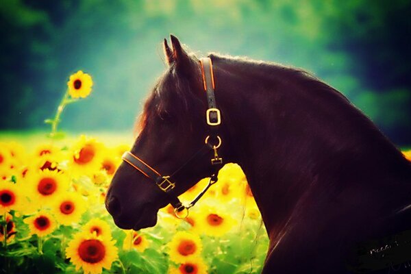 Красивый конь в поле подсолнухов