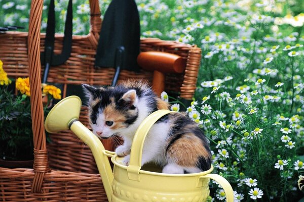 Chaton aide à arroser le jardin