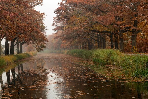 Paisaje de río de otoño con hojas de naranja