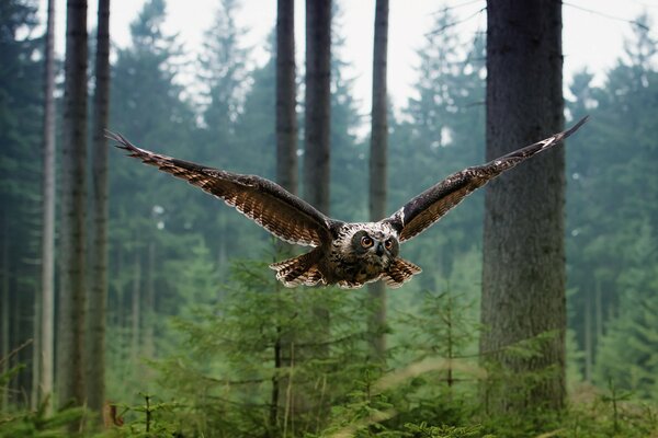 Beautiful flight of an owl in the middle of the forest