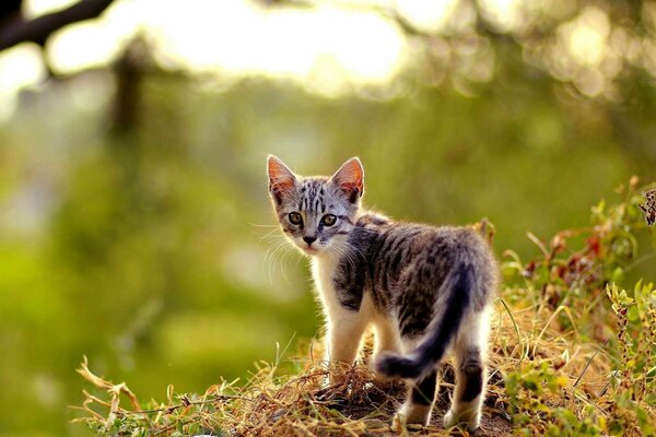A little kitten on the grass looks back
