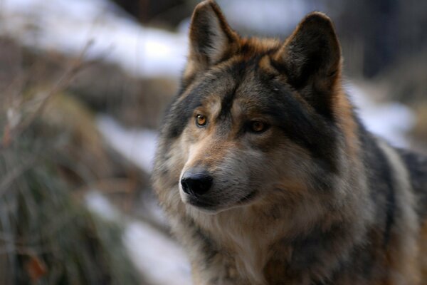 Il lupo predatore cerca la preda