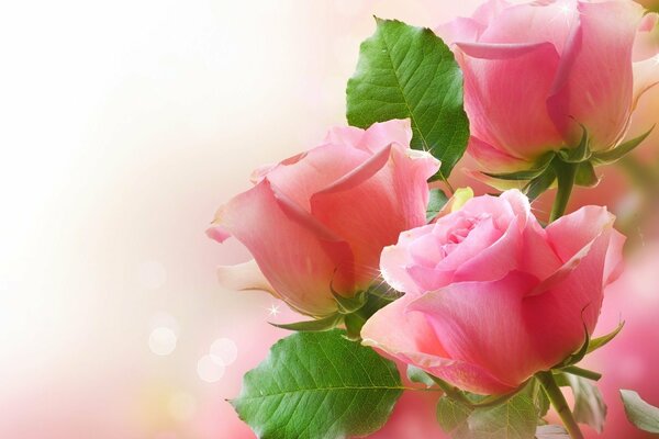 Piękne różowe róże dla dziewczyn