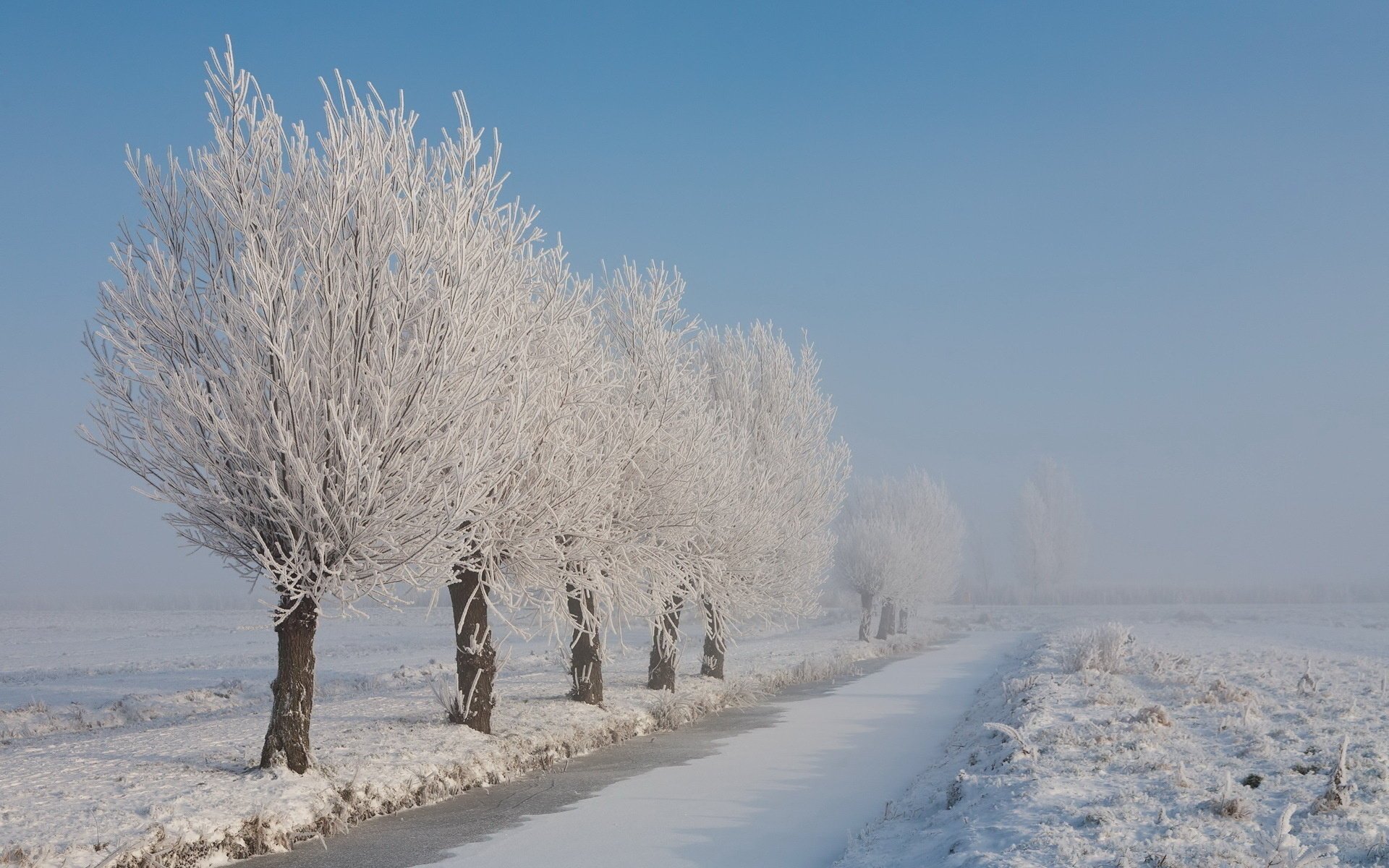 śnieg drzewa natura szron zima