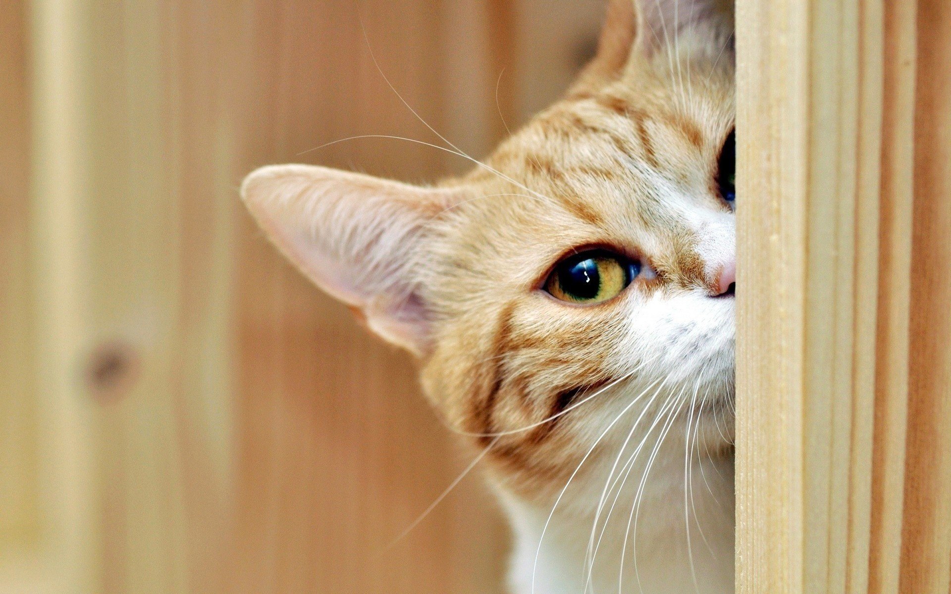 bigote mirada gato