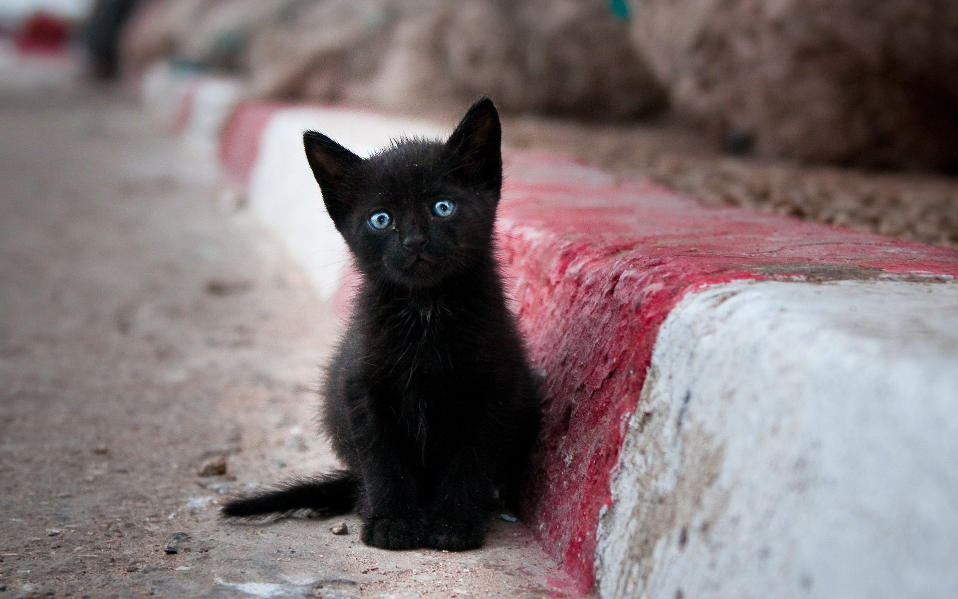 chaton noir