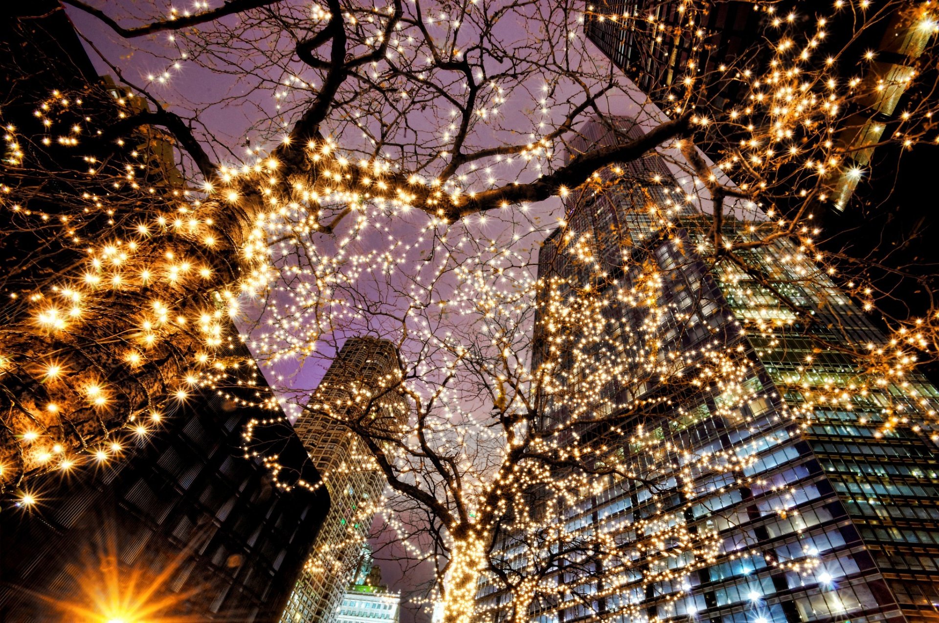 chicago illinois usa città sera alberi ghirlande luci luce grattacieli illuminazione edifici illuminazione