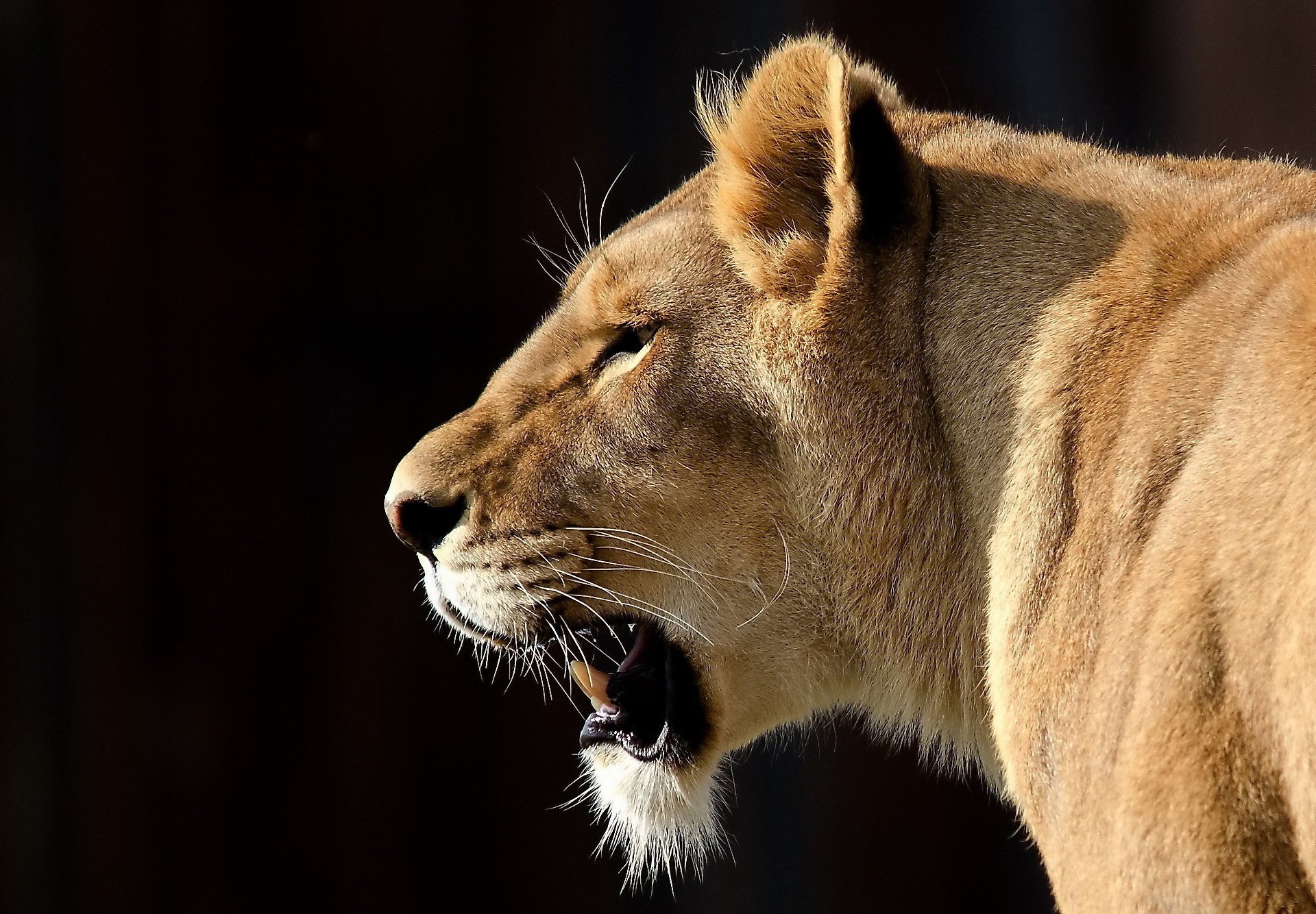 lew pysk wąsy duży kot spojrzenie panthera leo lwica