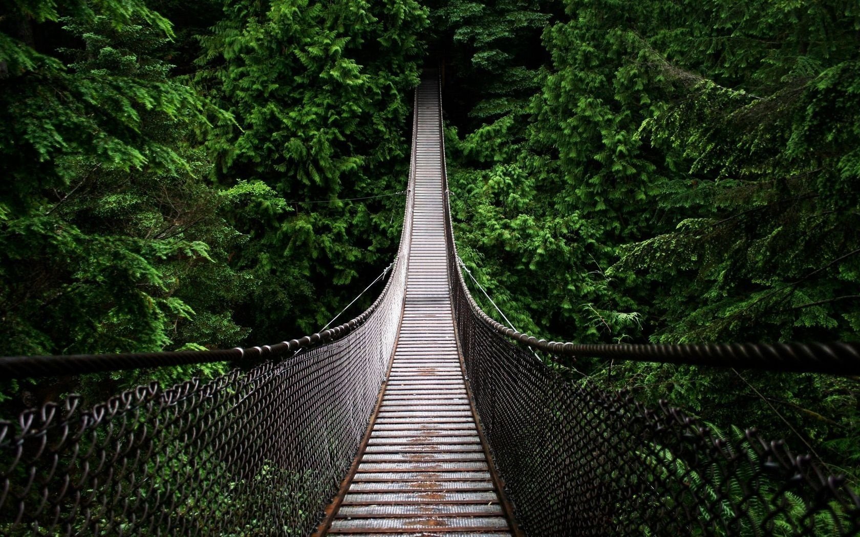 pendant bridge forest