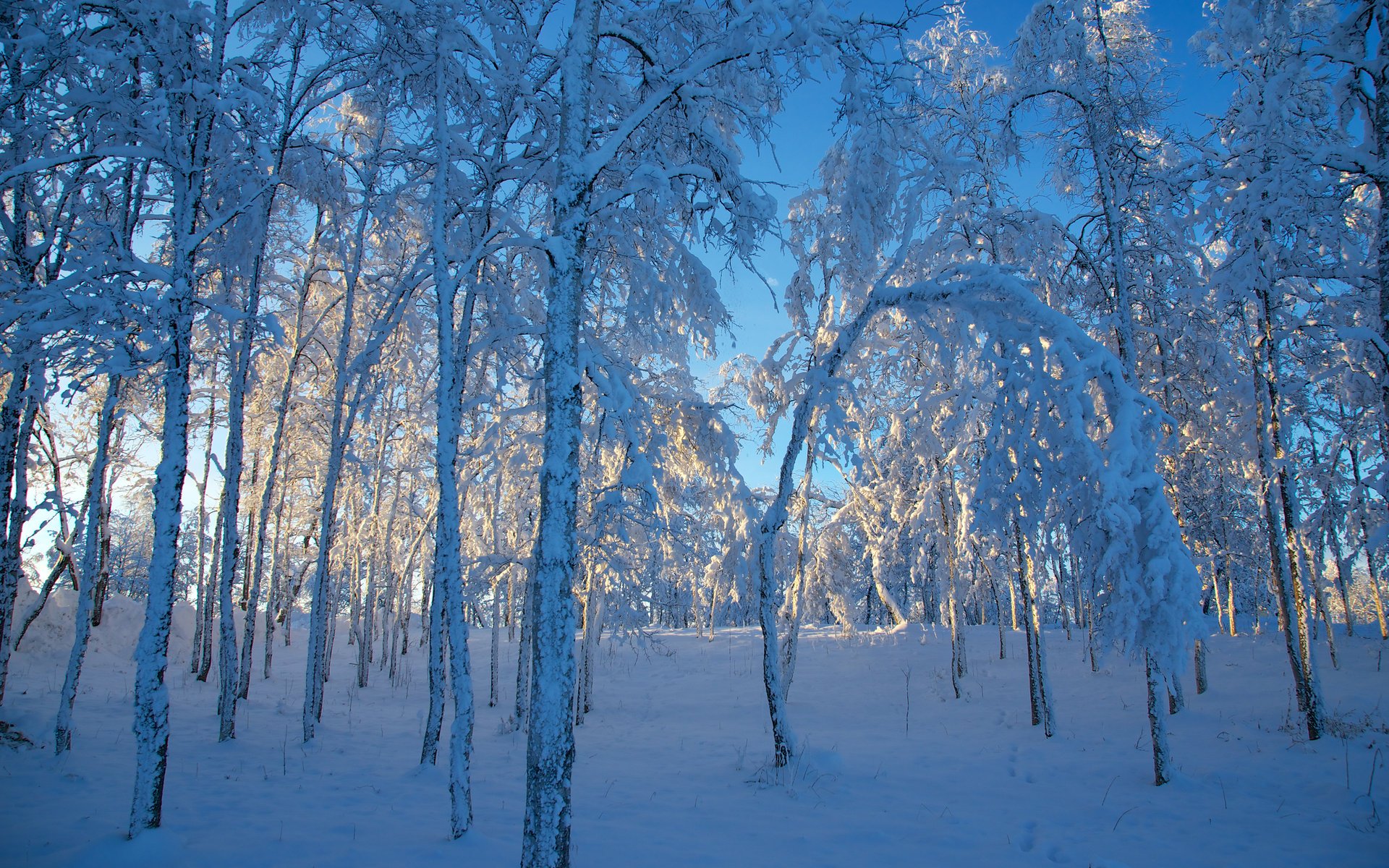 invierno sweden nieve suecia árboles