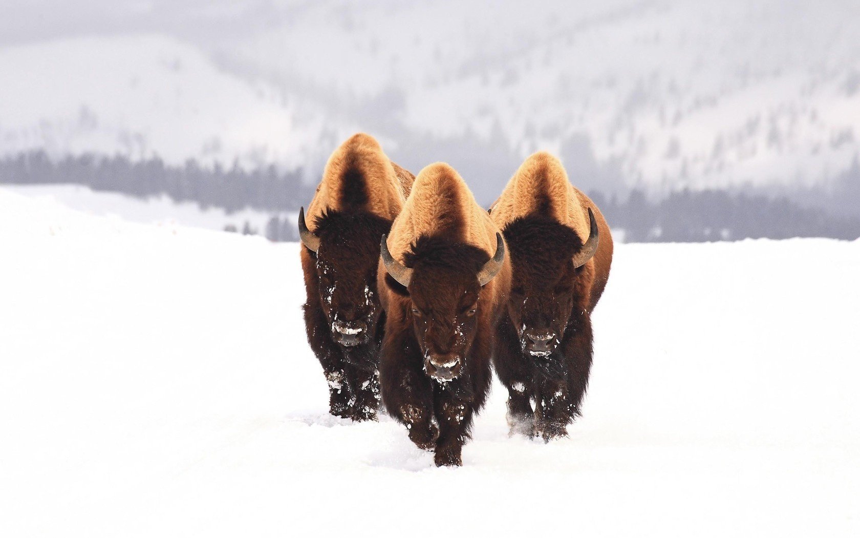 bisonte nieve animales tres invierno