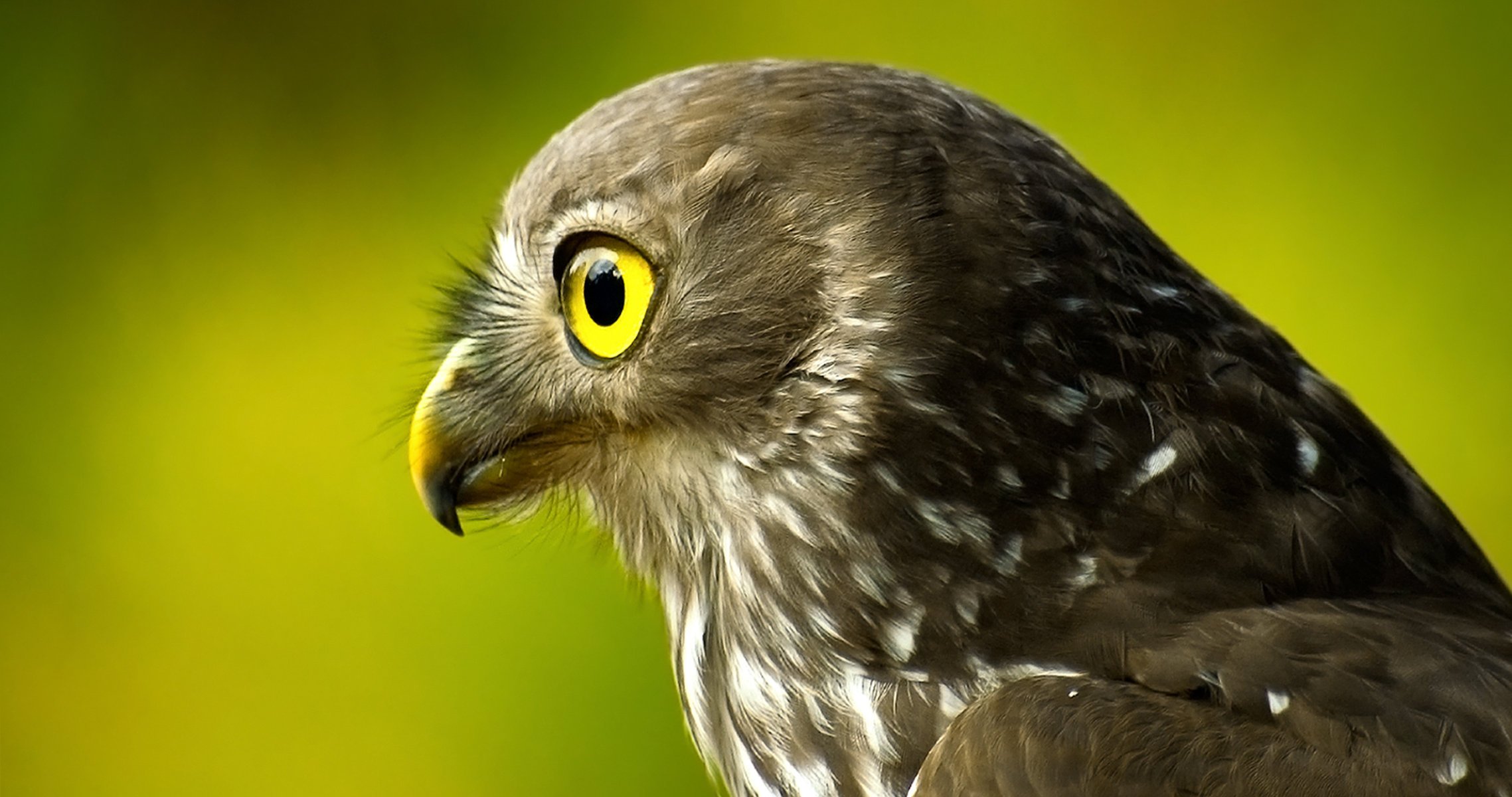 green background bird falcon head tail