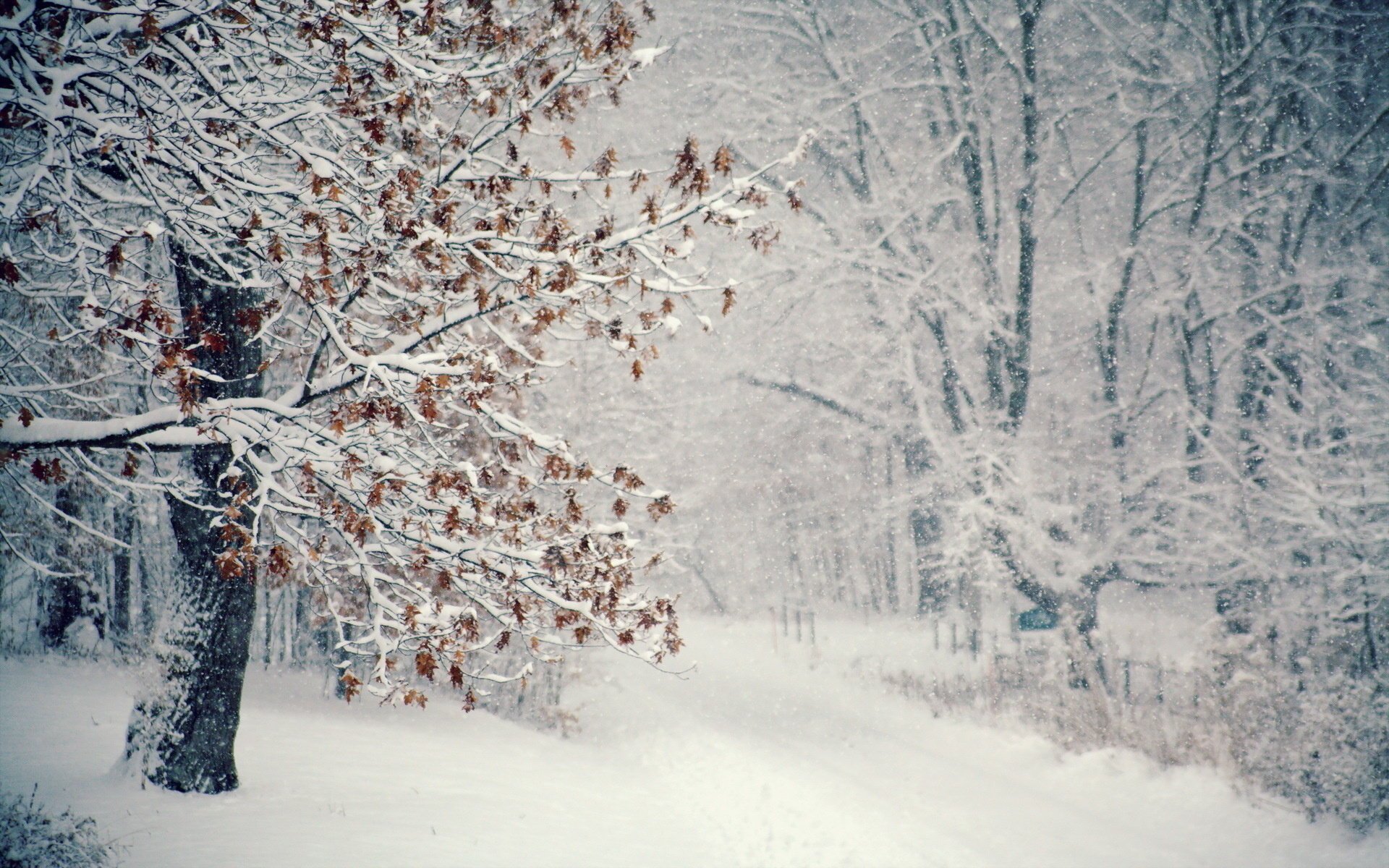 schnee winter baum schneesturm