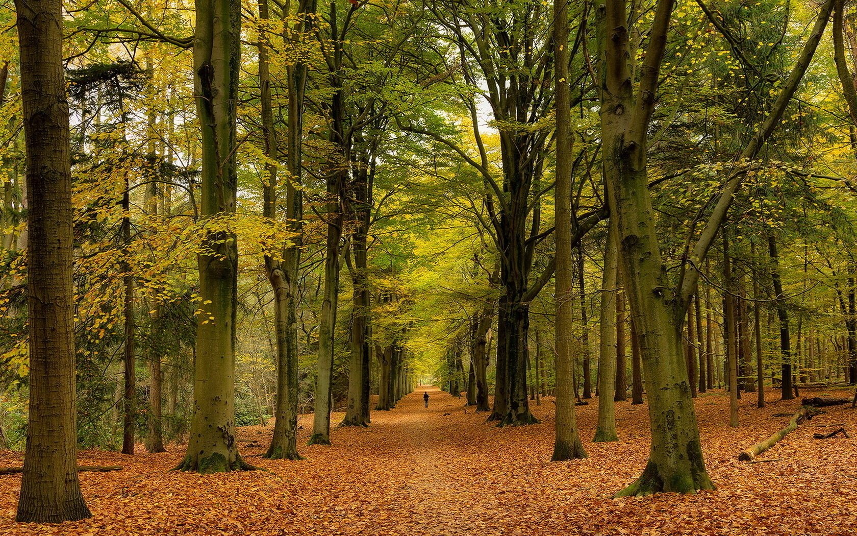 park nature autumn