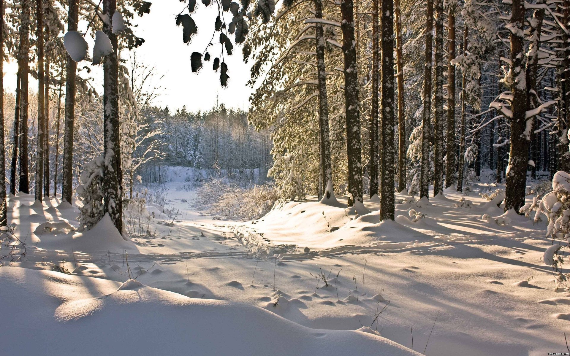 Зима В Лесу