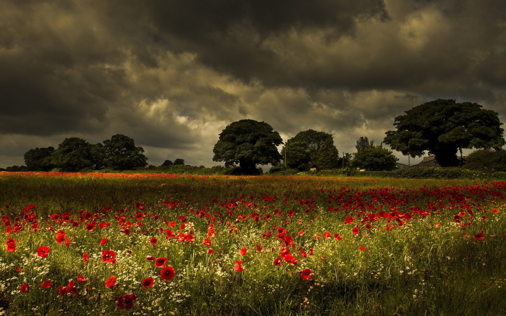 champ coquelicots paysage