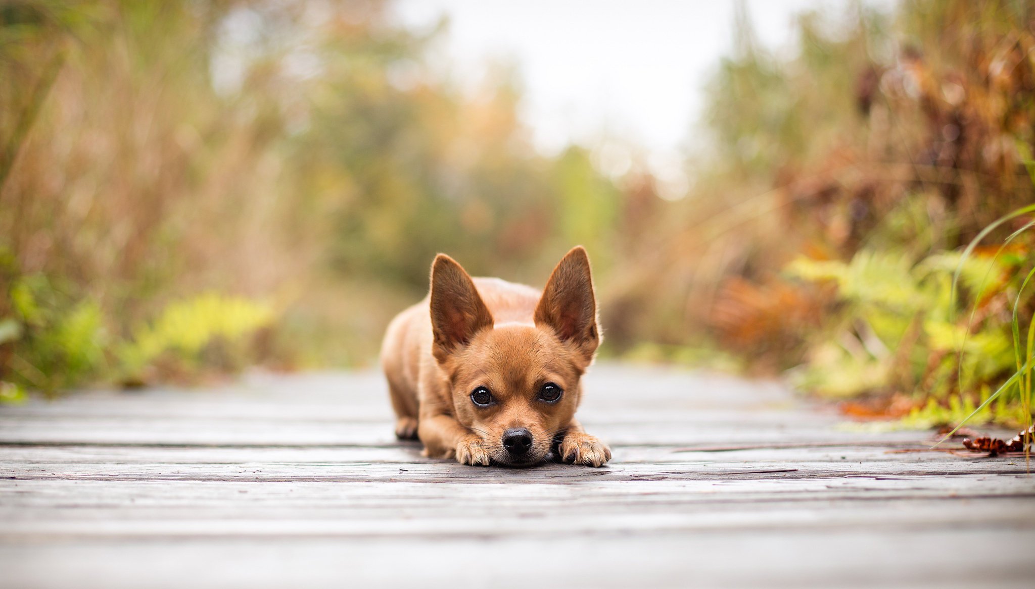 chien regard flou