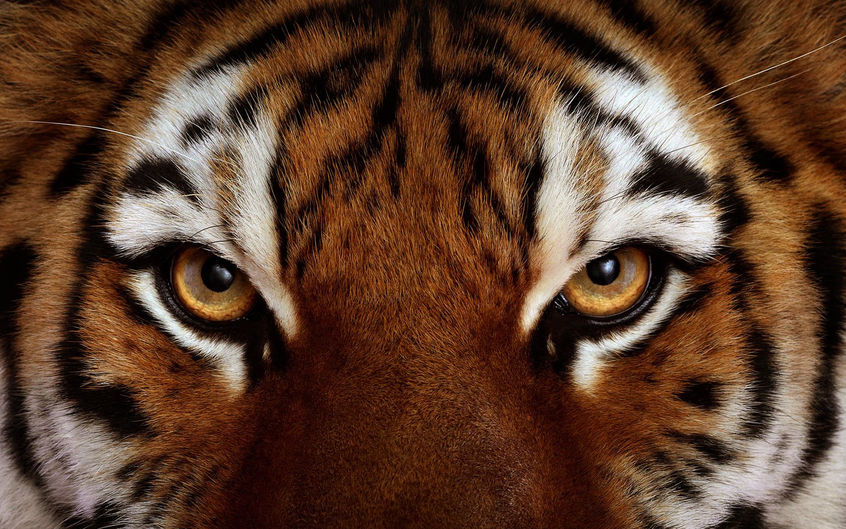 eyes tiger look wool