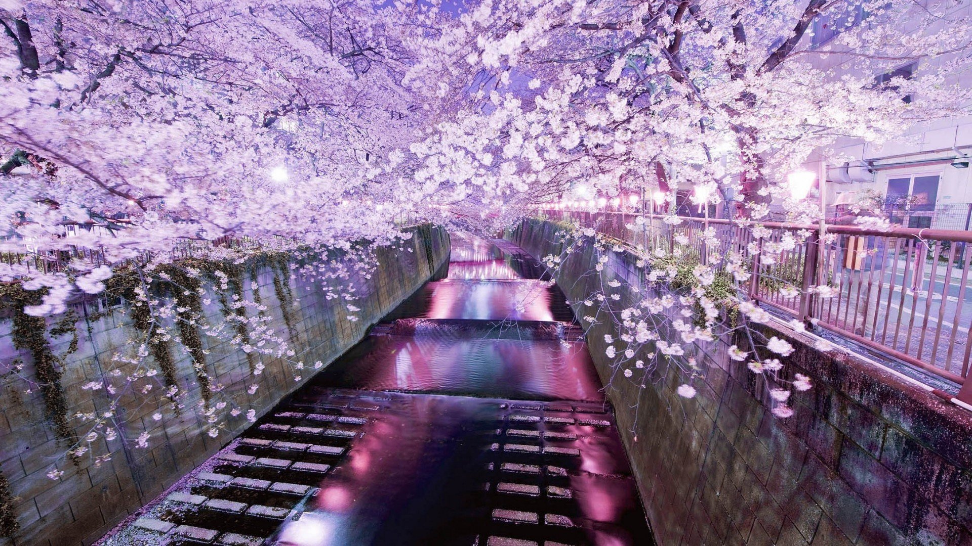 tokyo canale d acqua sakura sera fioritura primavera riflessione