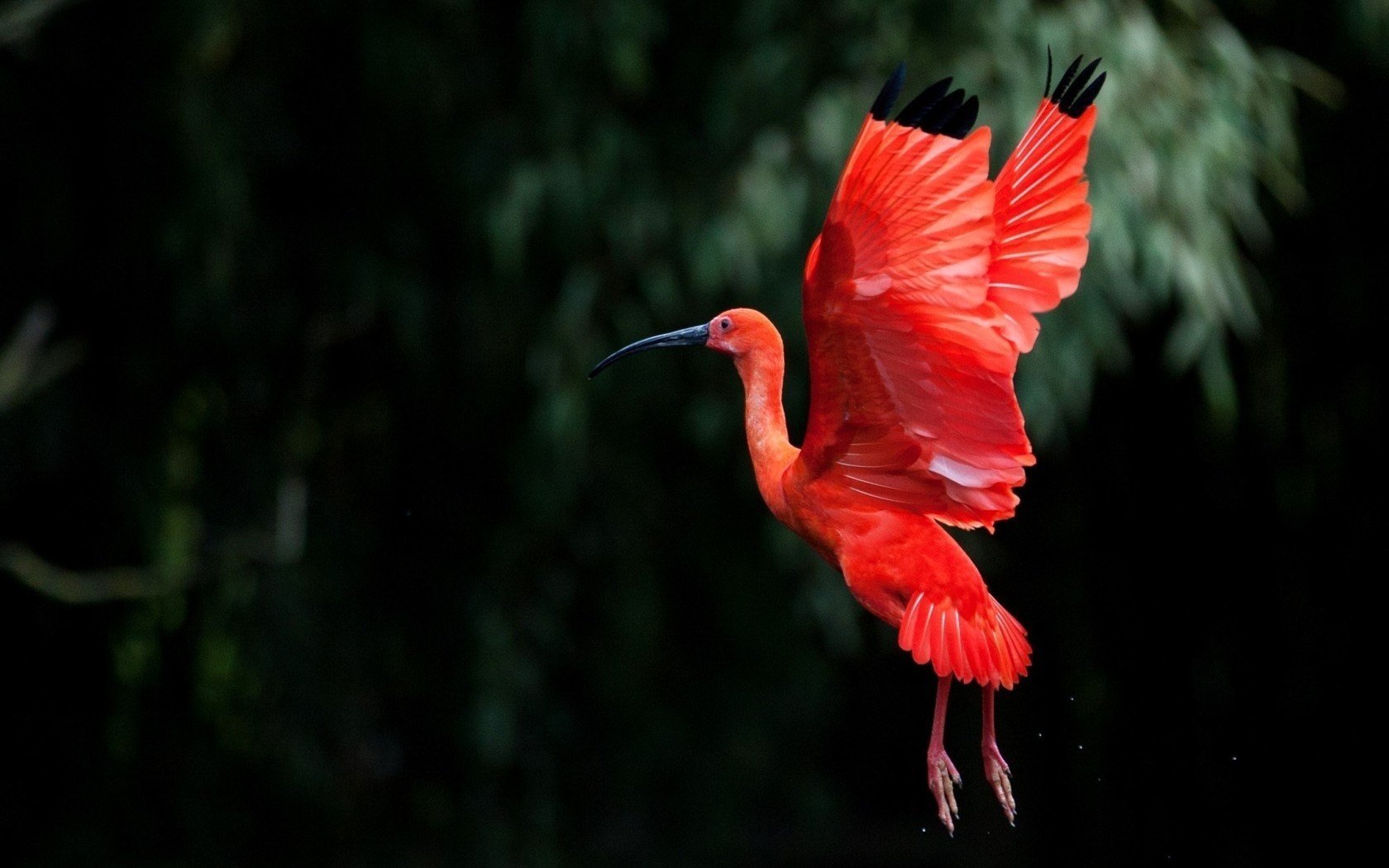 ibis vuelo alas