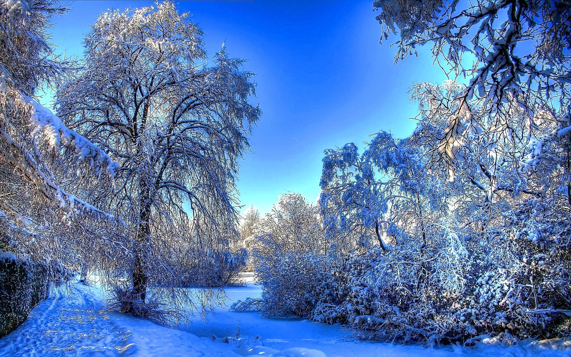 bäume spuren schnee winter wald zweige