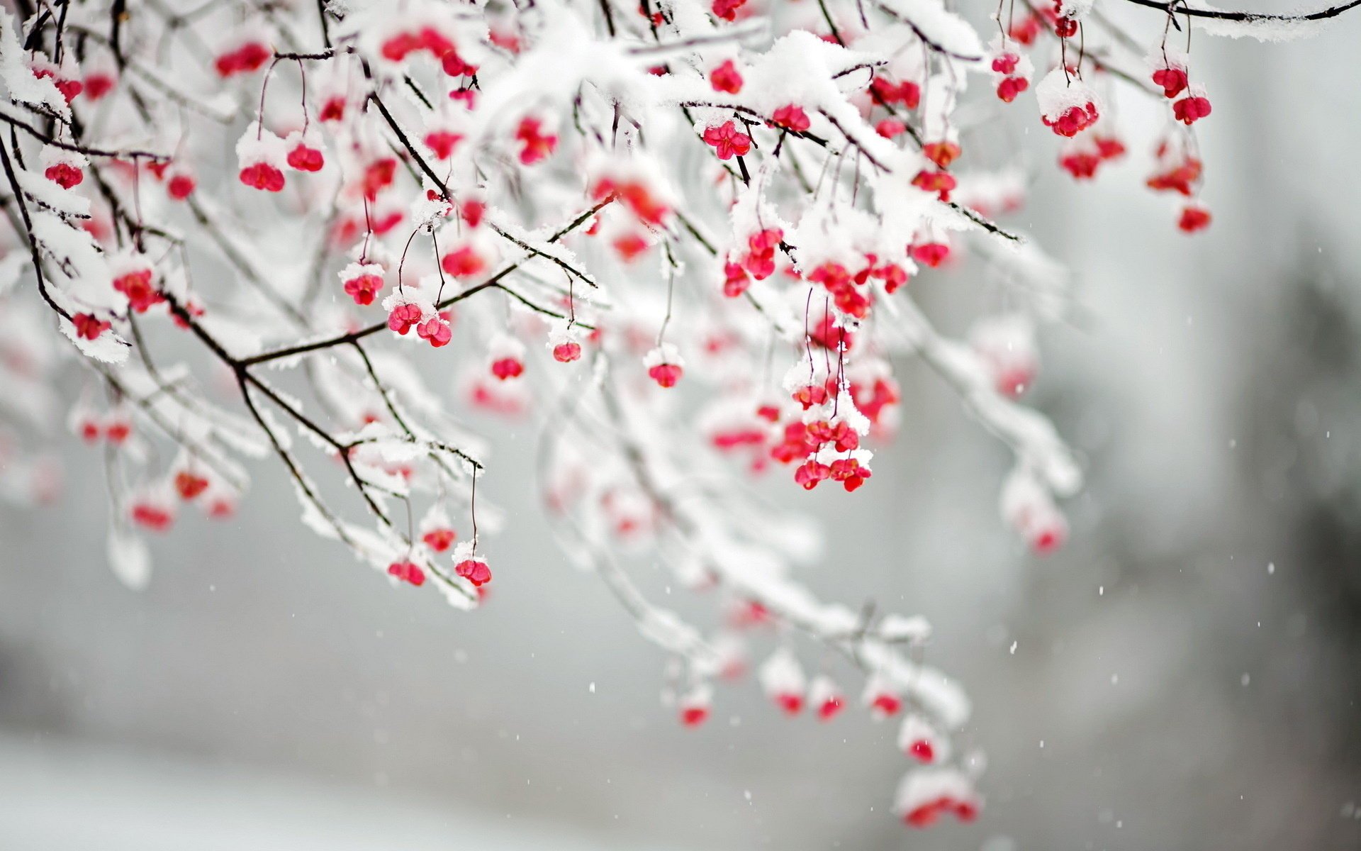 schnee natur zweige