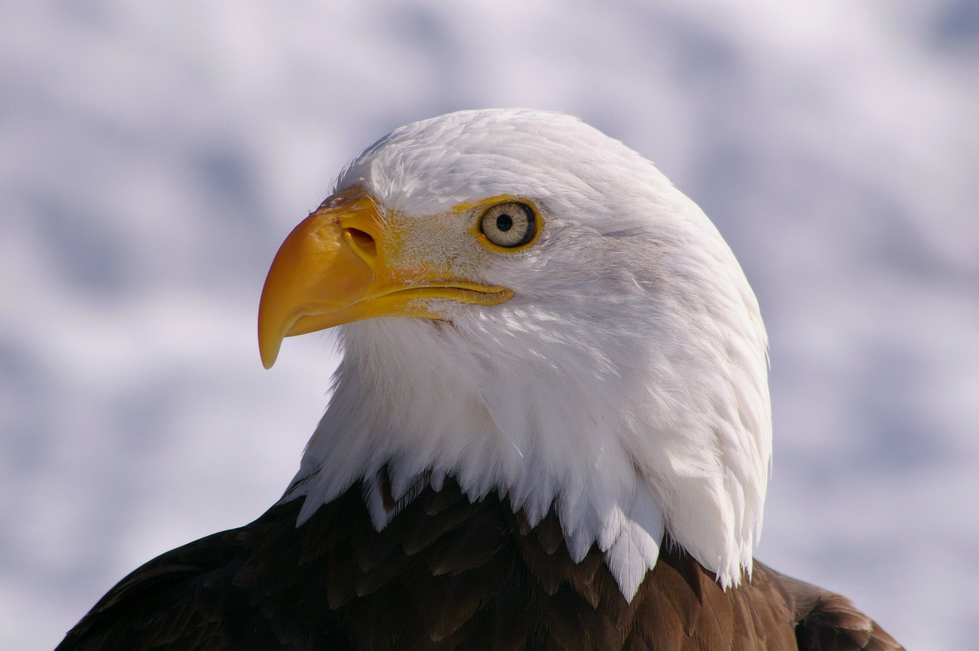 widok ptak bielik bald eagle ptak profil