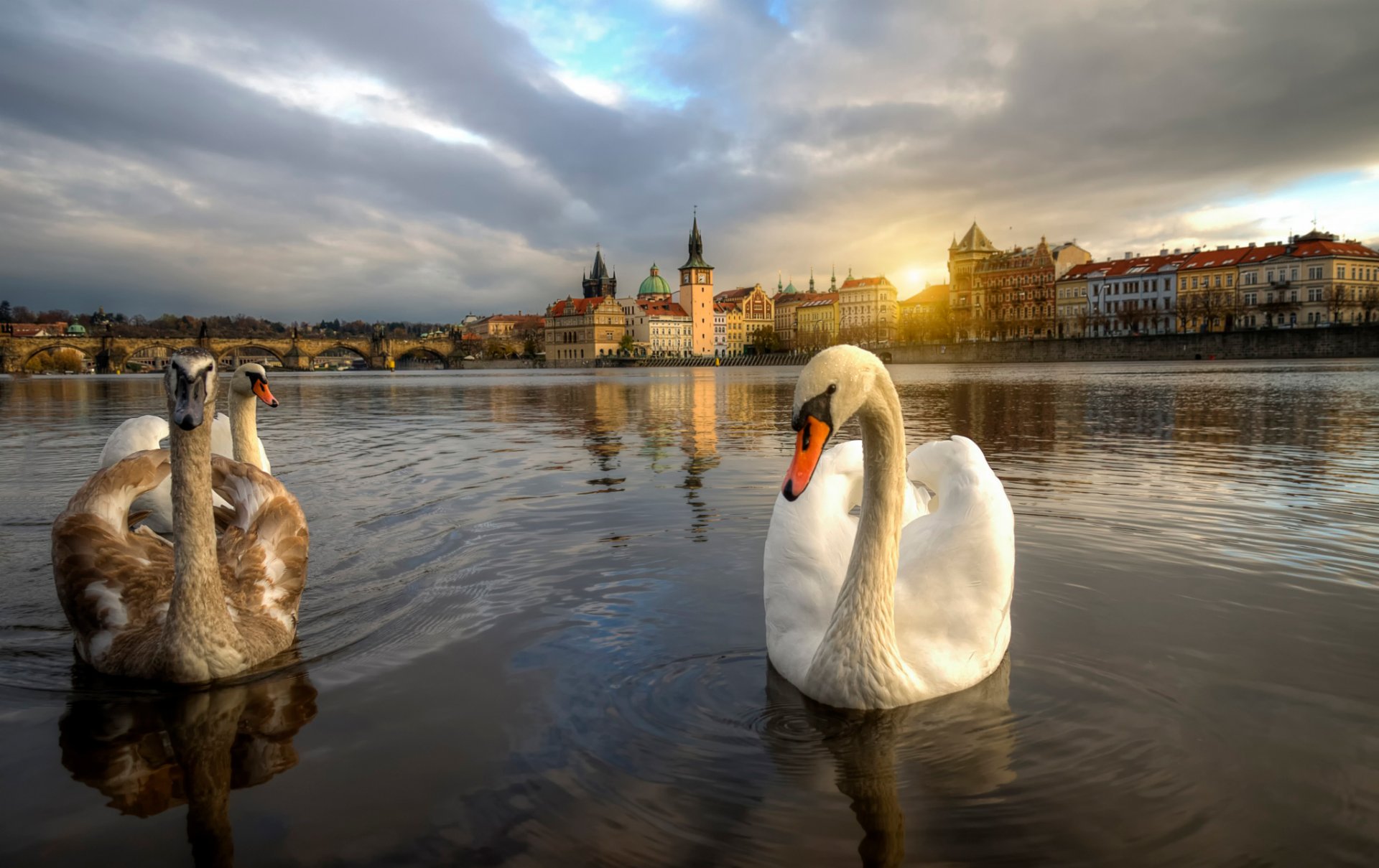 praga república checa cisnes