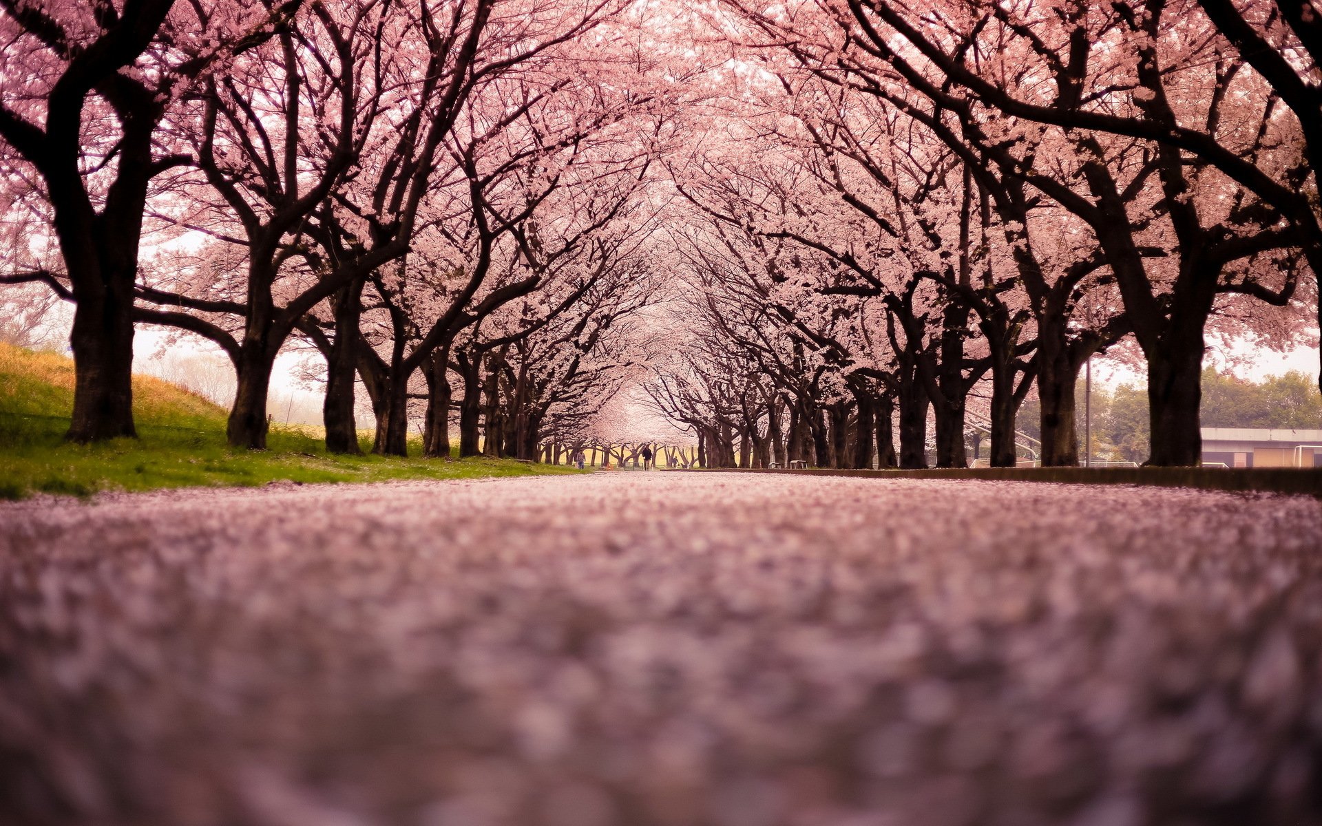 cherry blossom снега город улица