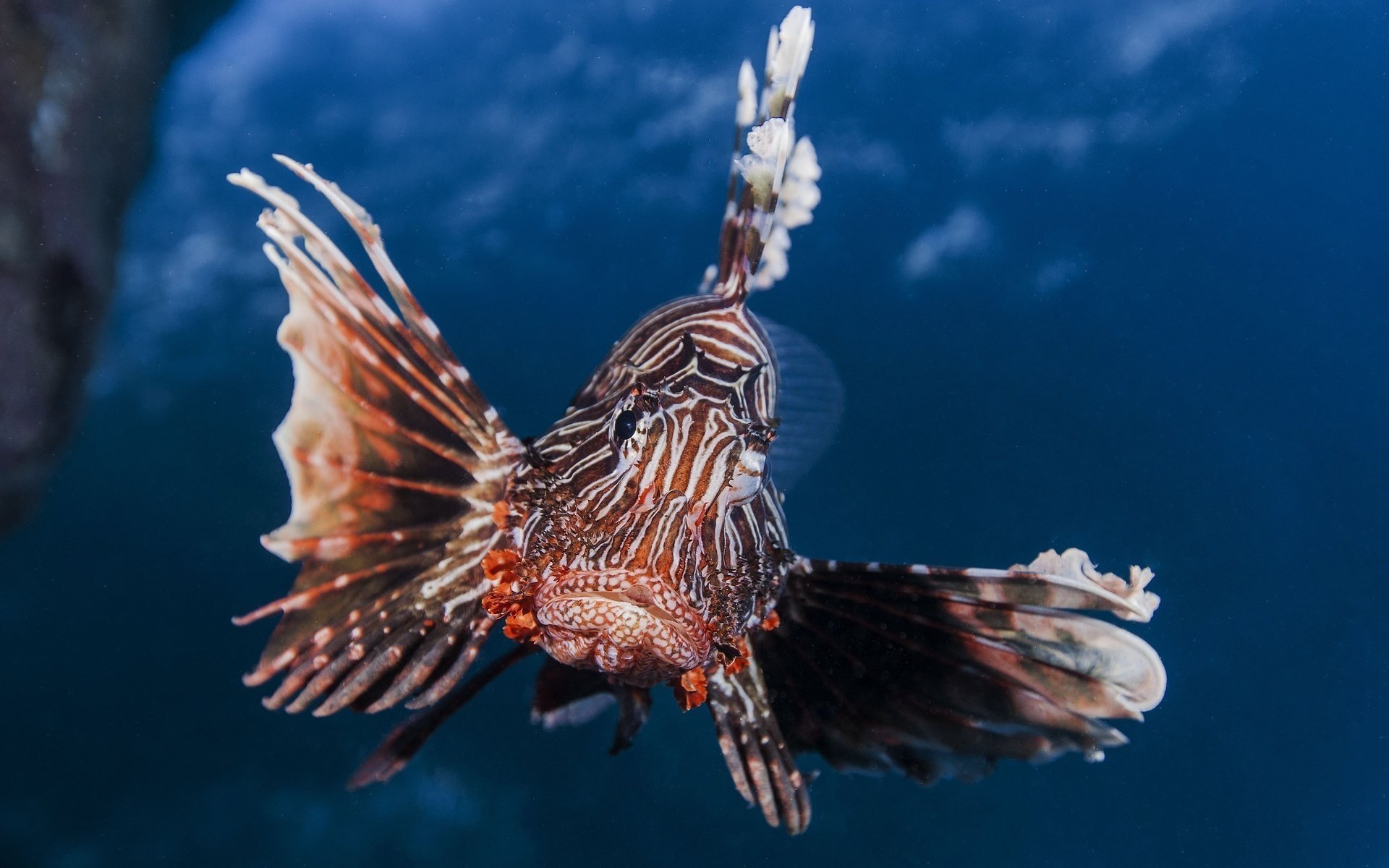 underwater world fish