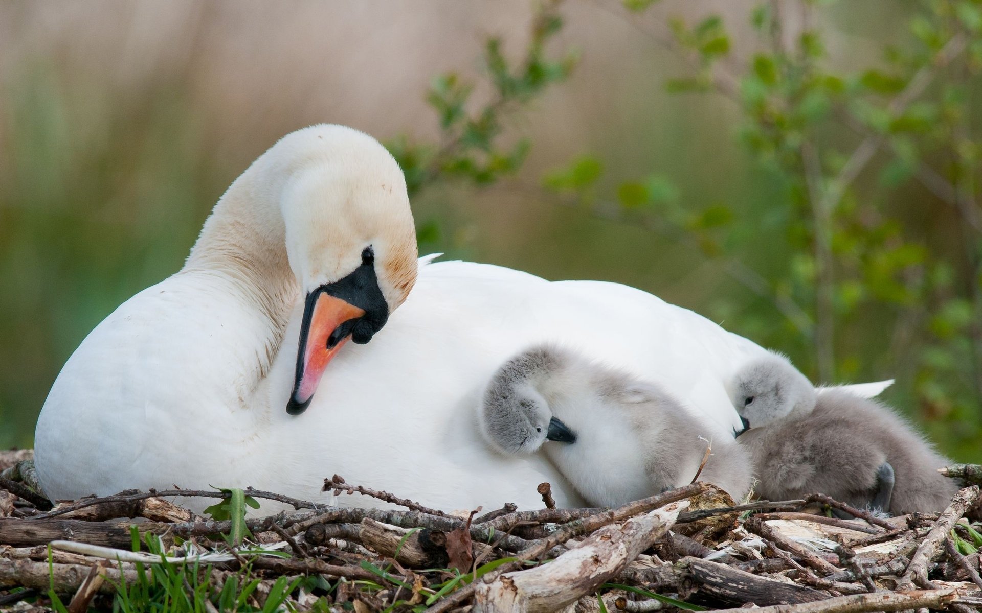 cygne nid poussins