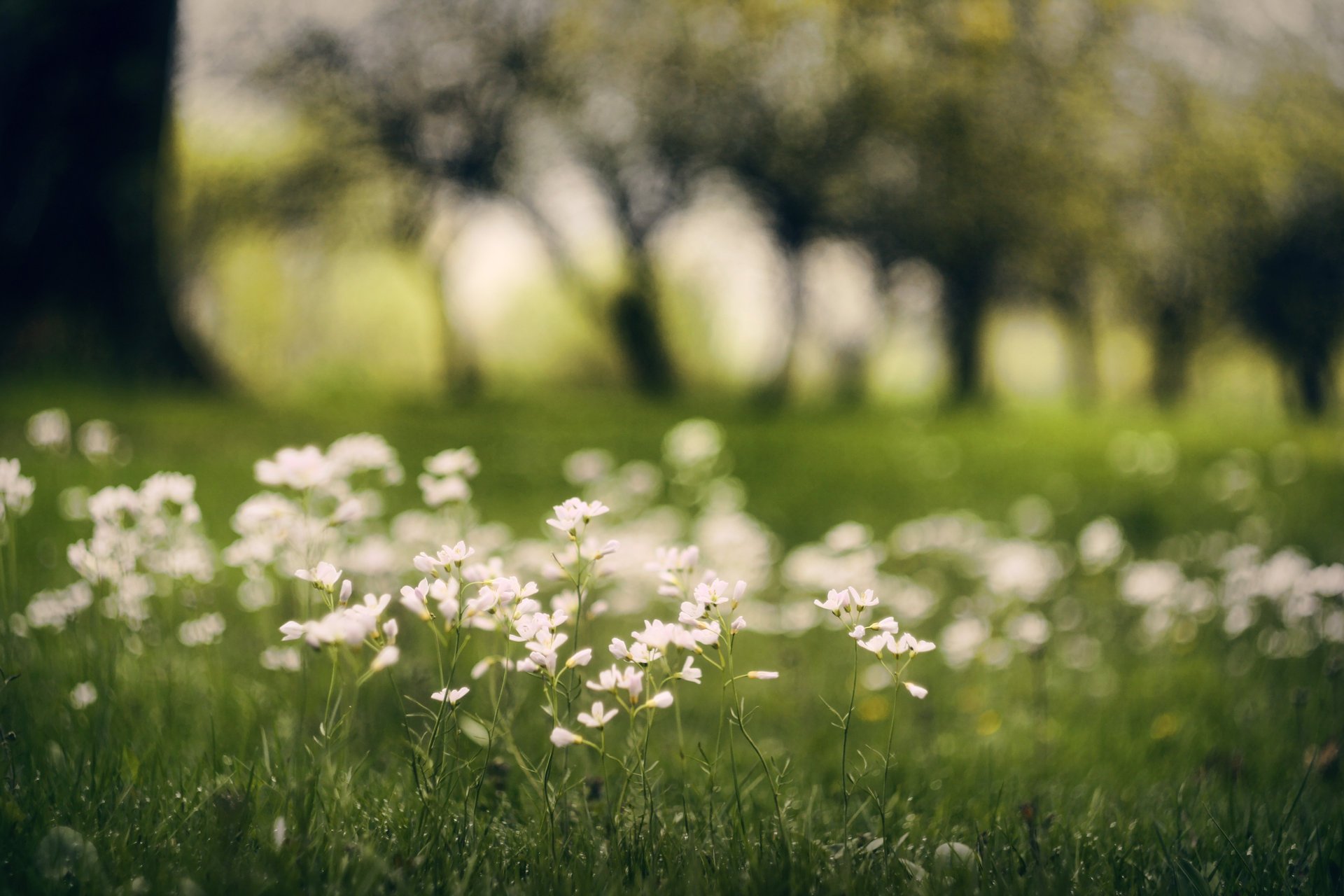 flowers macro blur trees grass greens white