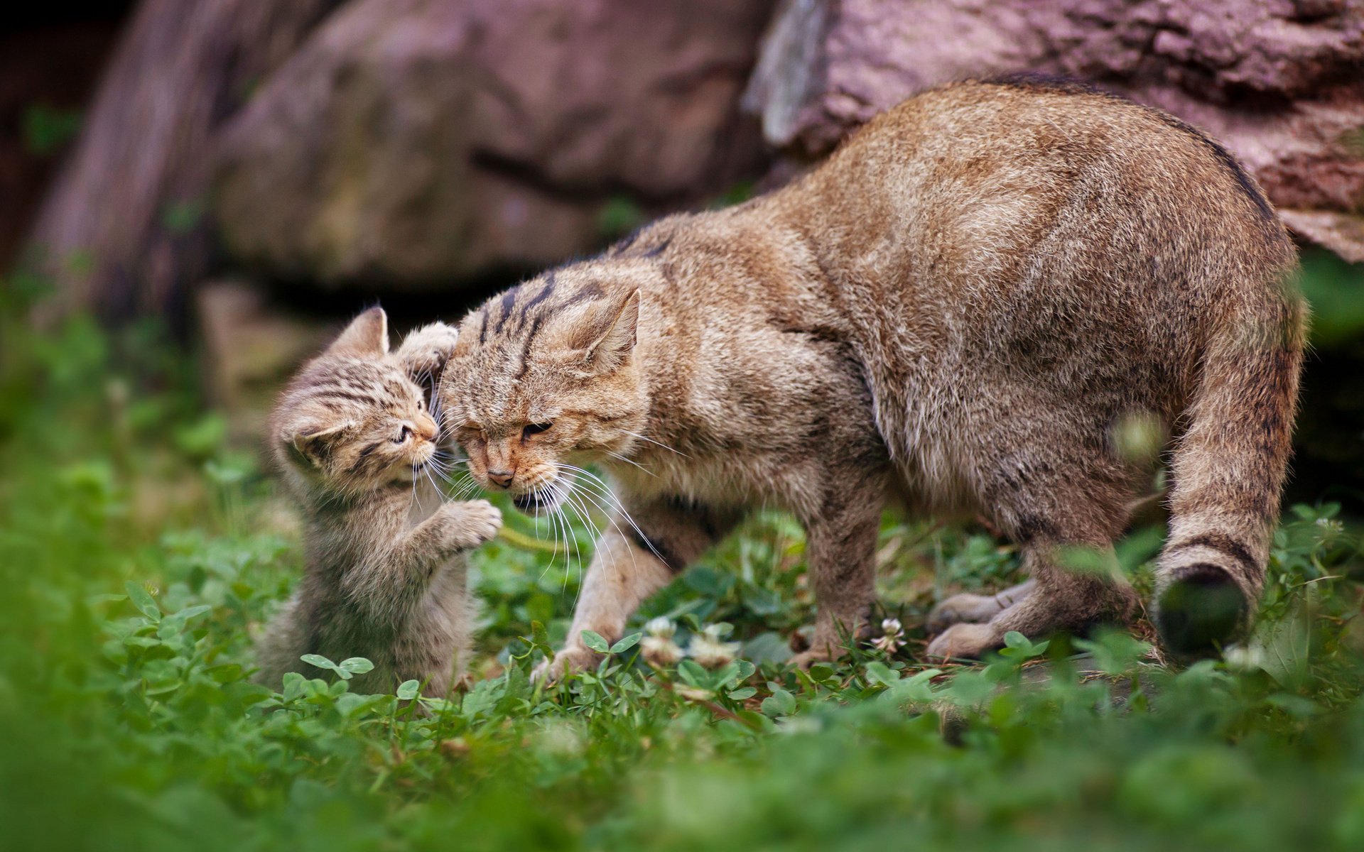 kätzchen katze mutterschaft