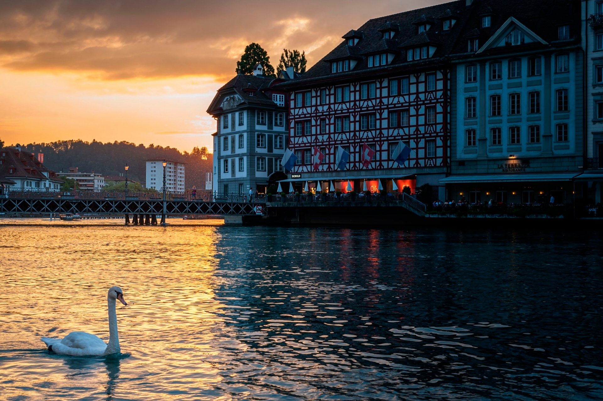 lucerne switzerland swan