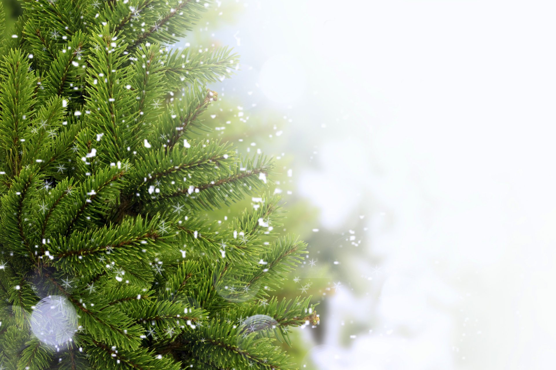 zweig schnee weihnachtsbaum nadeln