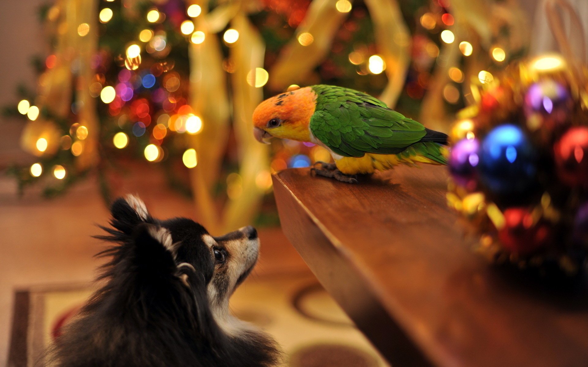 haus urlaub papageien hund neujahr winter papagei freunde tiere