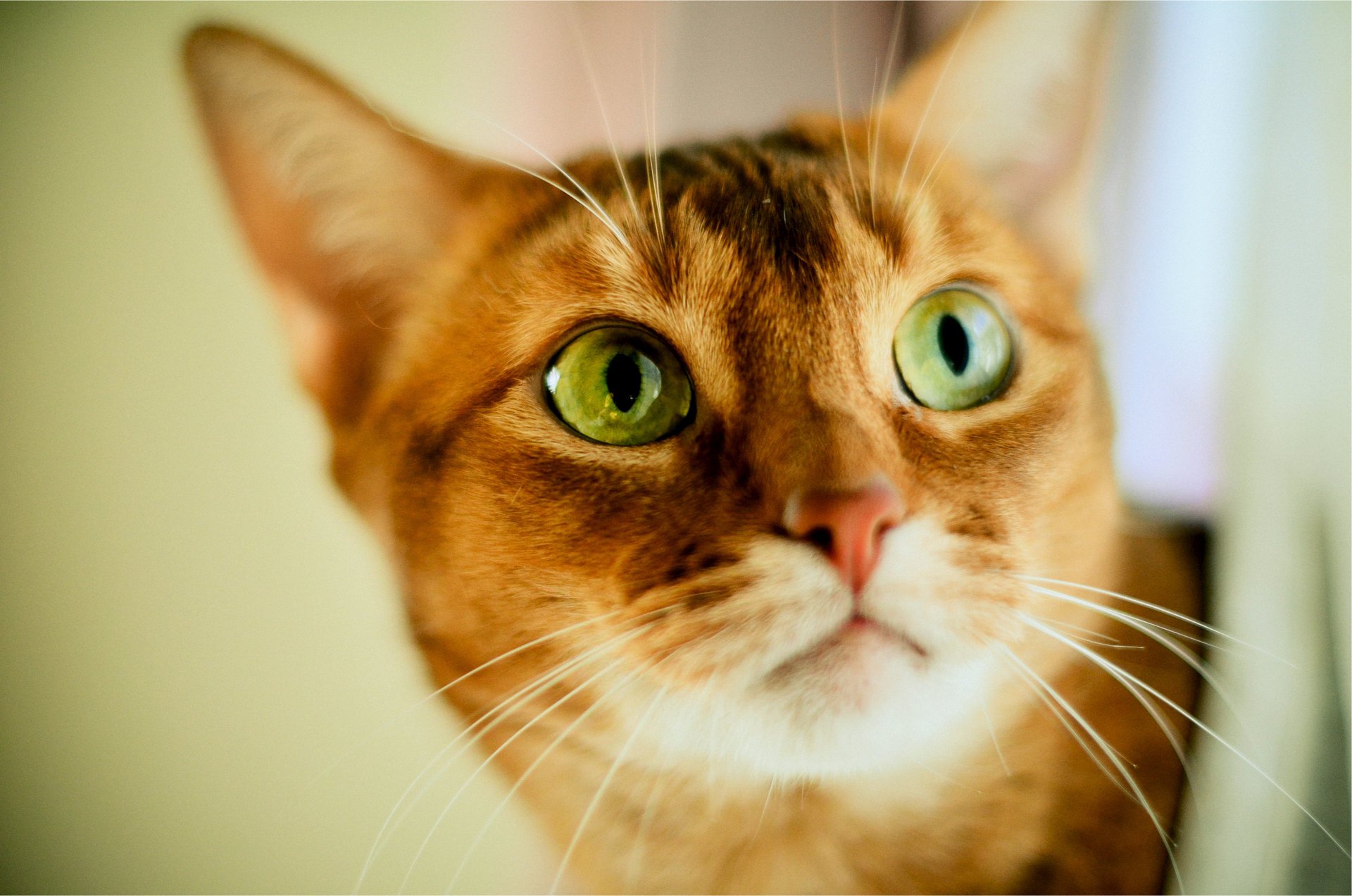 gato ojos verdes mirada borrosidad pelirroja