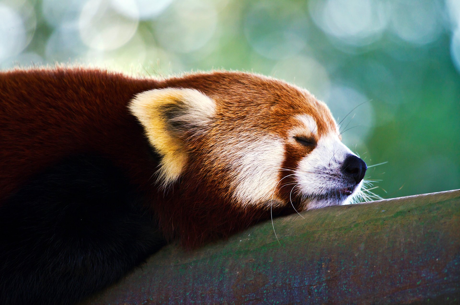 firefox rouge petit panda