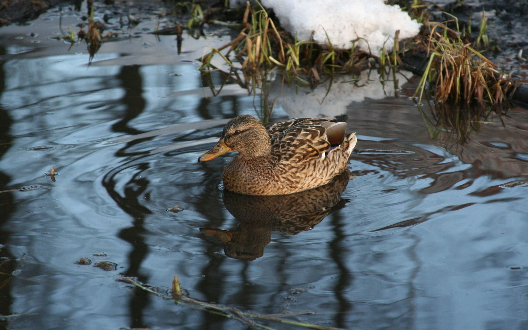 see ente tiere vögel winter