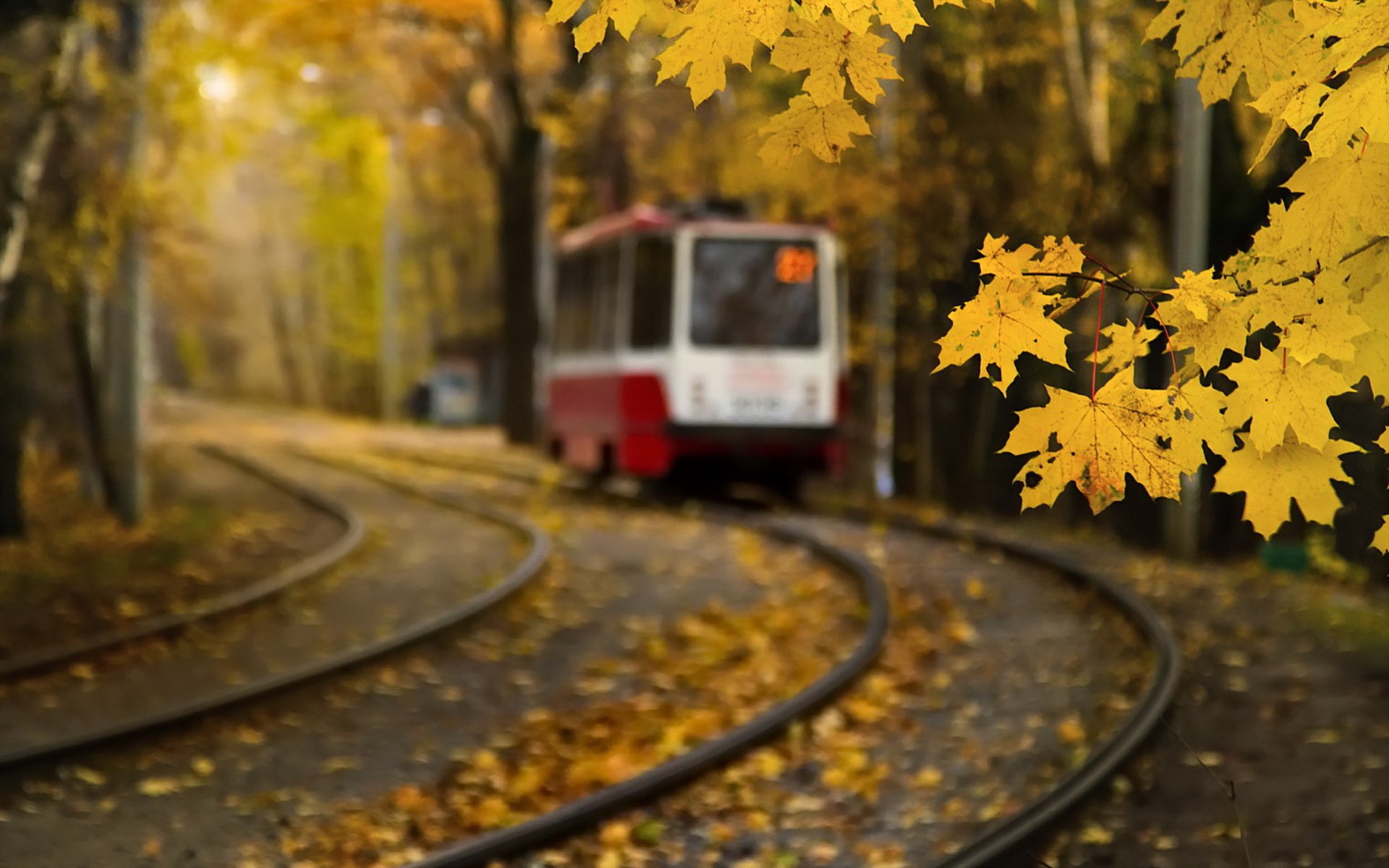 klon liście moskwa jesień tramwaj