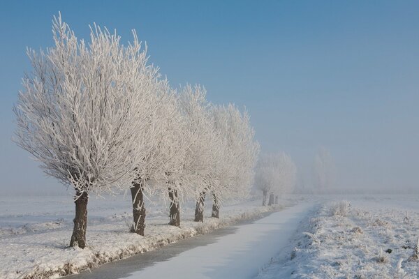 Trees in frost along an empty road