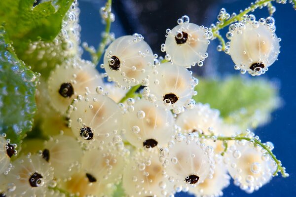 Schöne Blasen auf weißen Johannisbeeren