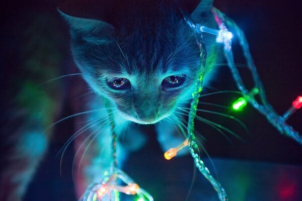 Chaton de Noël avec guirlande multicolore